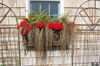 Brown Carax and Geraniums